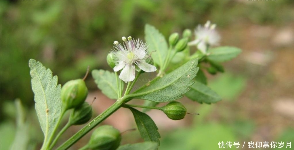 農(nóng)村這種常見的“解毒草”,清熱解毒,殺菌消炎,你見過嗎?