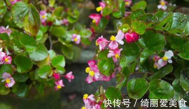 养花技巧:粗生粗养也能四季开花!少养1种都觉得亏了