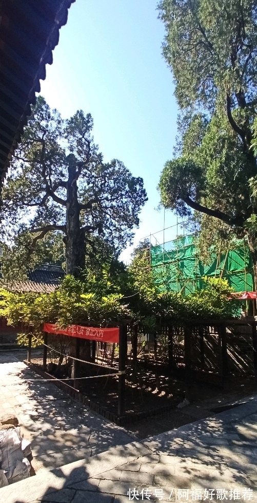 大觉寺|莱芜人在北京：游西山大觉寺