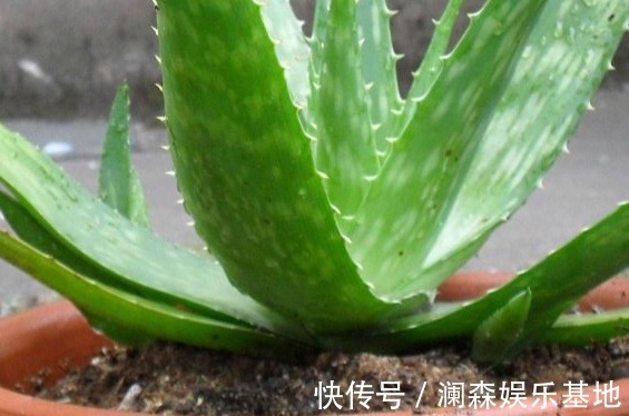 室外温度达到10度以上,越早将它们露天安置,开花就越多越好