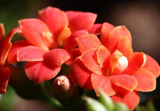 喜欢赏花,夏天就种此款小花,花叶俱美,养盆放阳台美极了