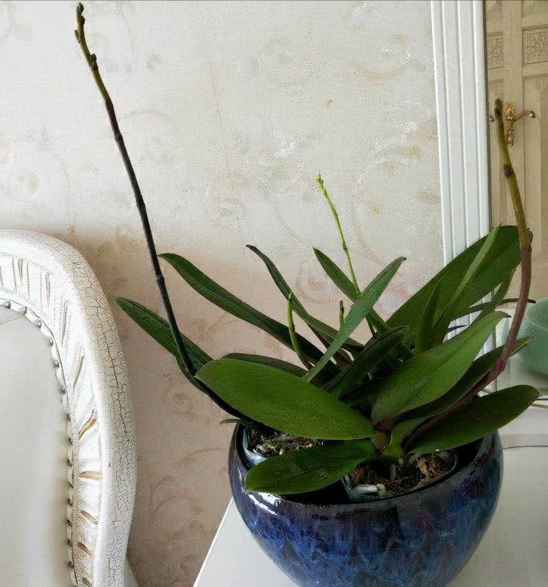 通风换气|蝴蝶兰不开花，剪上“三刀”，新芽不断冒，根茎壮“开花旺”