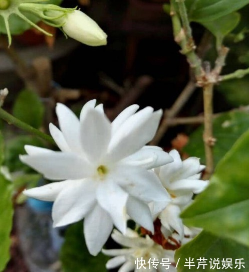 茉莉|邻居养了一株笔尖茉莉，香味蹿进了左邻右舍，太好闻了！