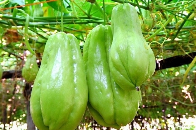 胸悶氣脹|它在所有蔬菜中營養最全面，也是營養學家們推崇的一種健康食材