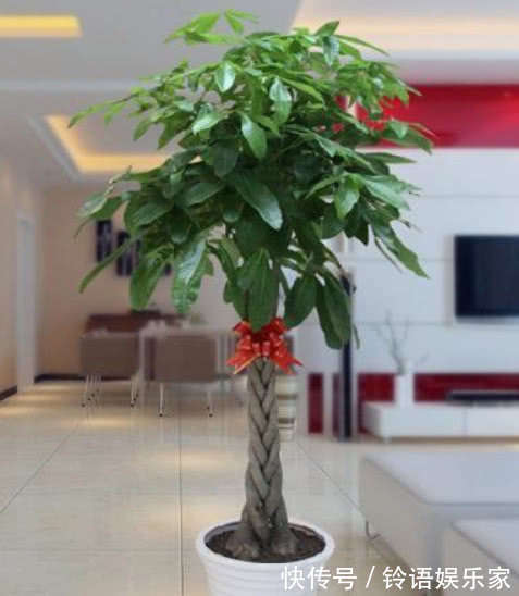 家养发财树,掌握关键几点,不黄叶不烂根,1年猛长半米高!
