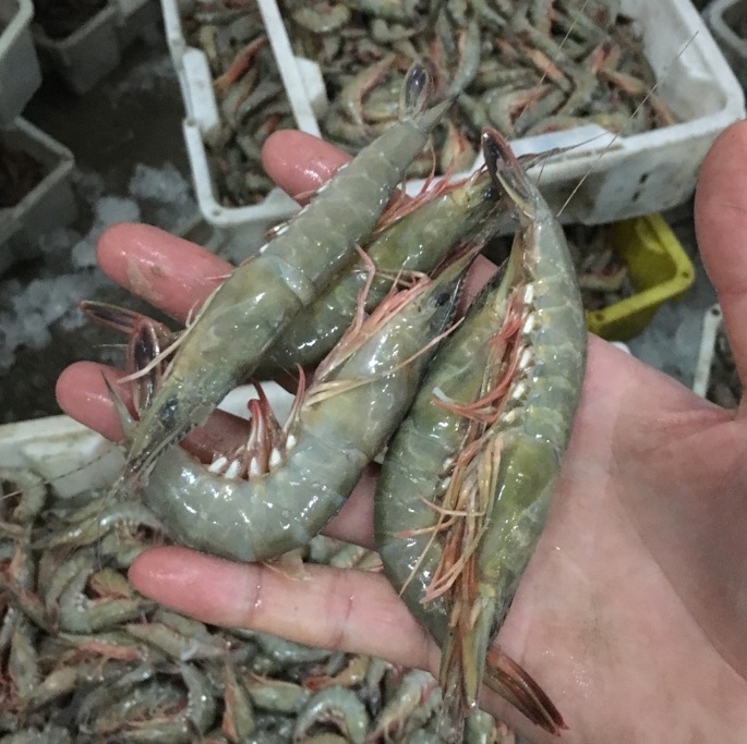 保存虾,直接冷冻是大错!渔民教你1招,1年不坏,和鲜虾一样鲜