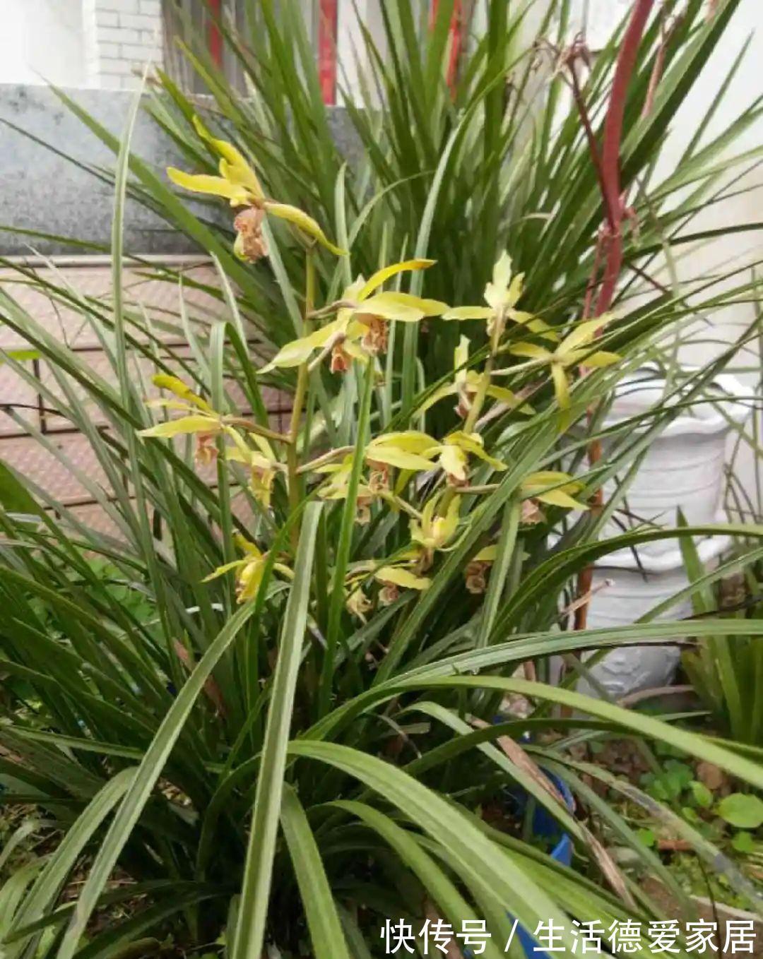 绿萝穷养,兰花富养,才能养成宝贝,你真的懂吗?