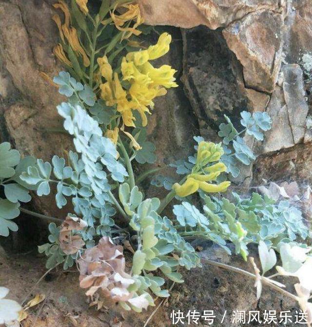 悬崖边的1种“草”,闻着虽然“臭”,1斤却卖“60元”,价值高!