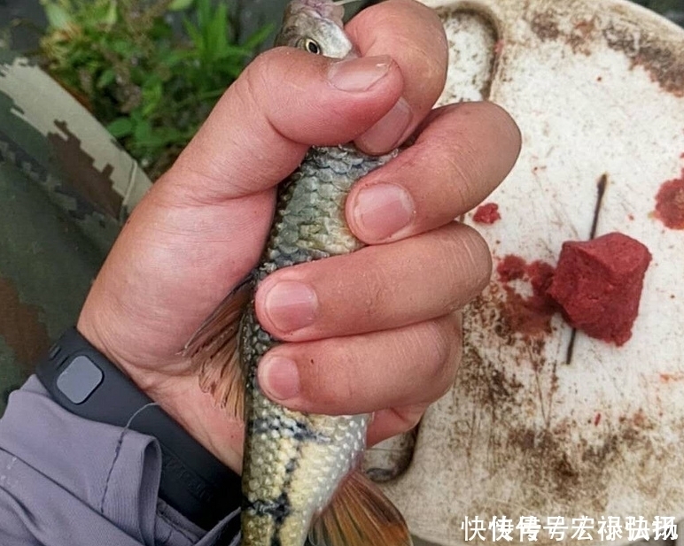 石斑|这种叫“溪石斑”的小鱼,以前很多,如今上百元一斤,你认识吗