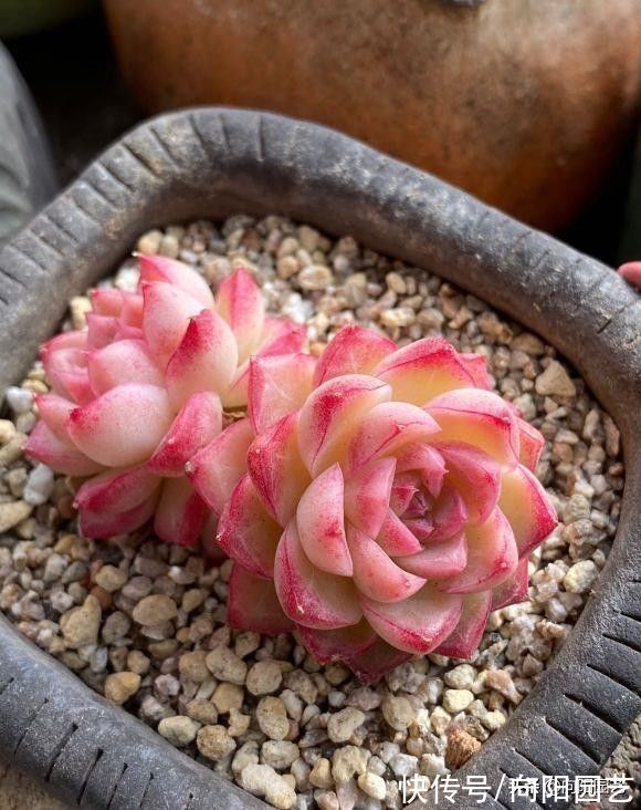 ?买多肉,不能看状态,买的时候红彤彤,养了1个月,变成绿油油