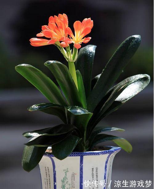 君子兰的施肥方法和注意事项