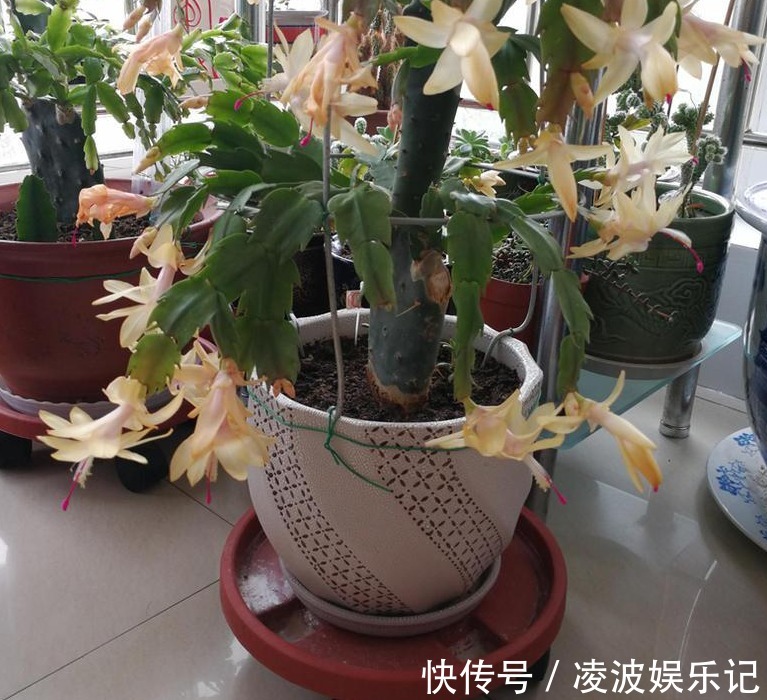 适应能力|天热养蟹爪兰,解锁浇水密码,度夏容易,盆栽照样嗖嗖长新叶