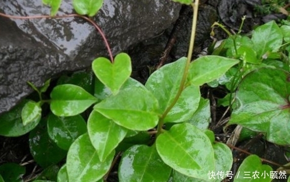 抗癌|乡下一种纯天然的野菜,常吃可以补肾、抗癌防衰老,食用价值高