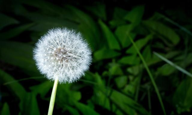 蒲公英|有一味草药被称为“草药皇后”,清热解毒,消肿散结,还补脾和胃