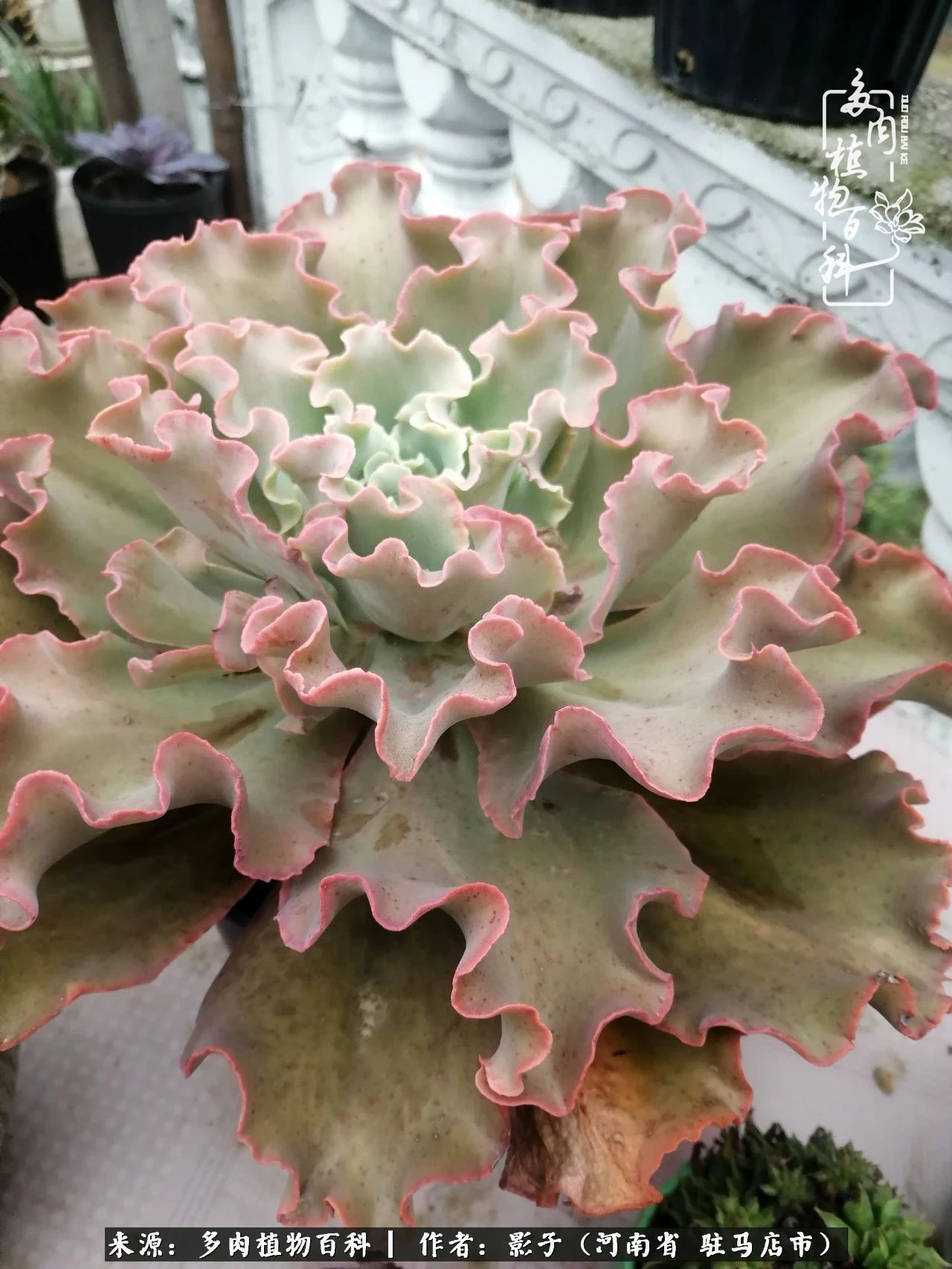 阳台上|被风雨洗礼的多肉越来越漂亮了,忍不住又往坑里跳!