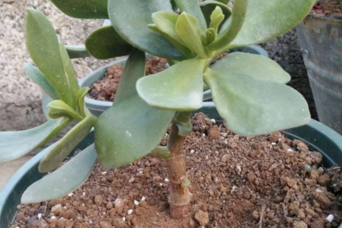 野外随便捡回家的松针，需要经过哪些“加工”才能养花补肥