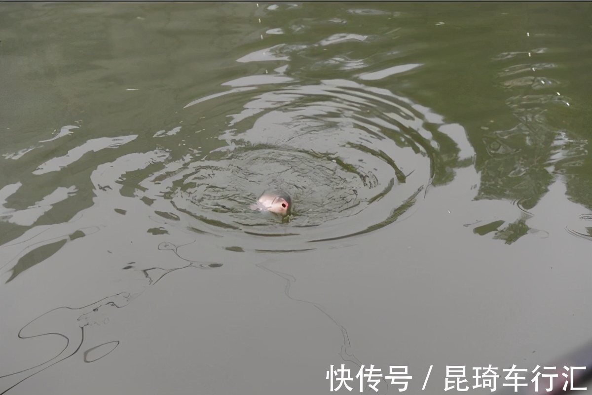 谁说钓鱼没有玄学，这几个邪门规律，只要是个钓鱼人，就都经历过