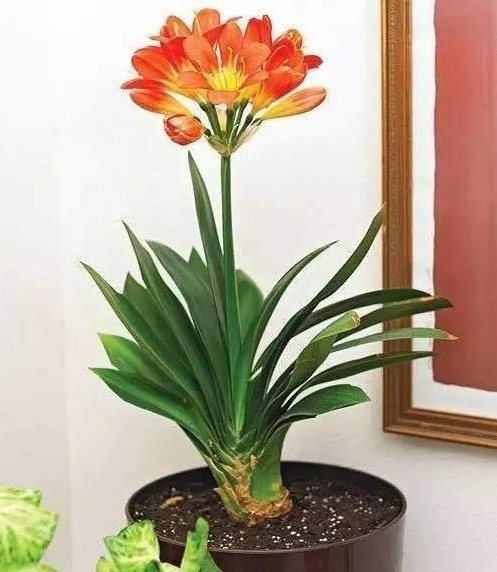 老花农养君子兰的秘诀，根再也不烂了，叶子变得油亮开花多！