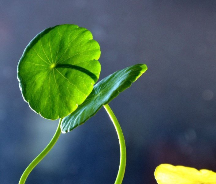 这4种花天生就是“穷命”,住不了大花盆,喝不了太多水,很好养