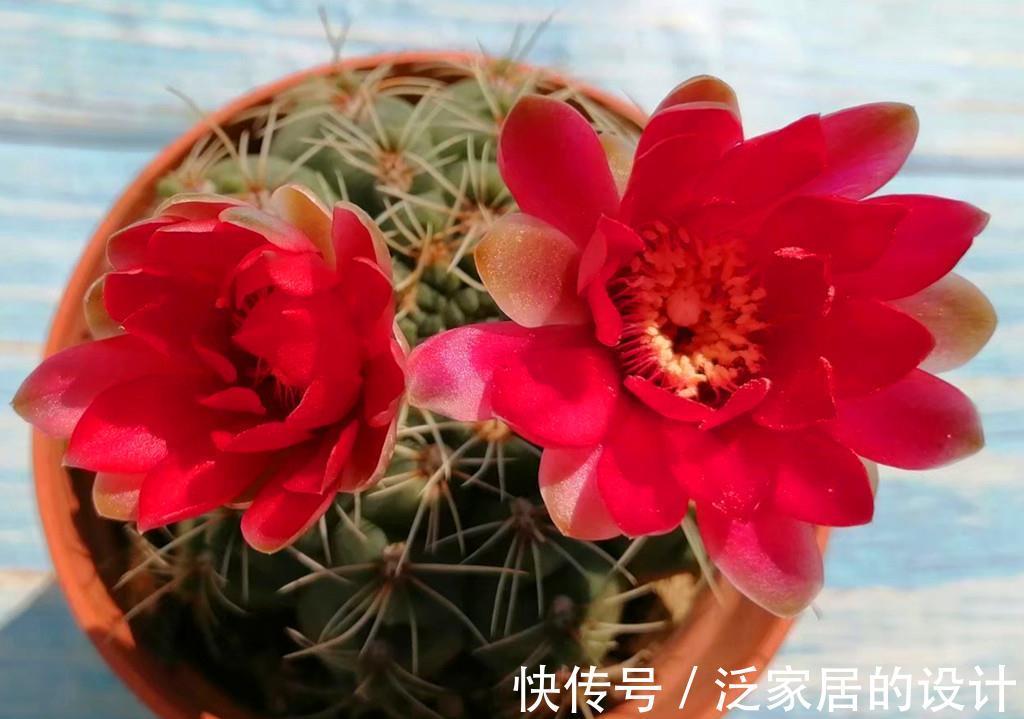 唐印|多肉秋天施点肥,既爆头又上色,但也有些多肉越施肥越丑