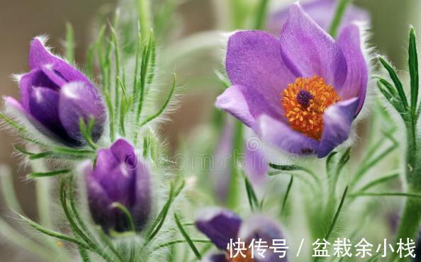 看上去很高大上，实际很鸡肋的花草，养过一次就被拉进“黑名单”