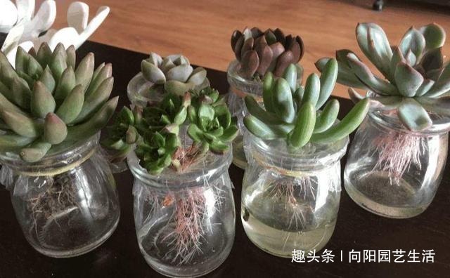 多肉养不好，干脆丢在水里，学学“水养多肉”，不烂根长的还快
