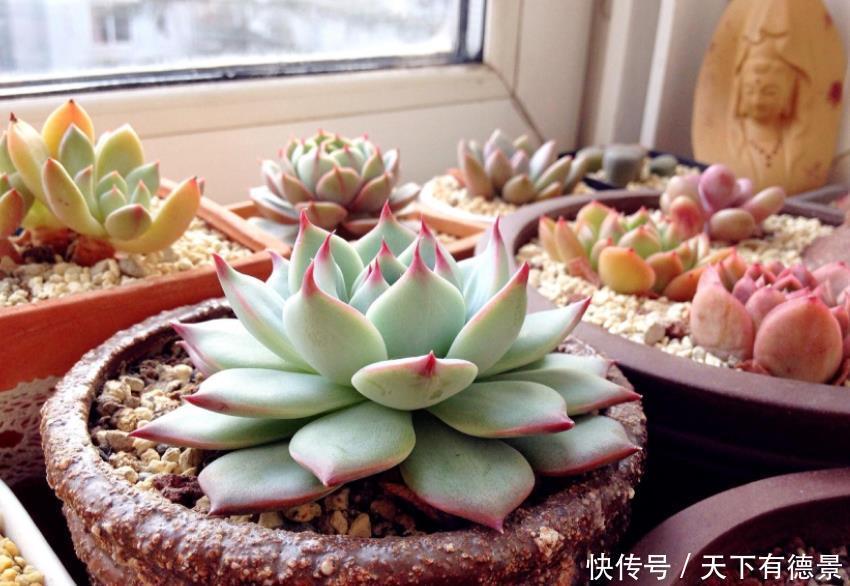 元气大伤|天热多肉不长个该怎么办?多透气、不施肥,不行就只能换盆土