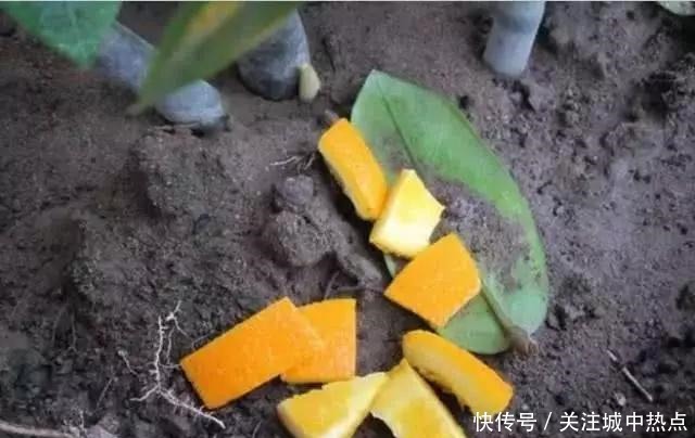 橘子皮晒一晒，养花用地上，有3大好处，解决一切养花难题！