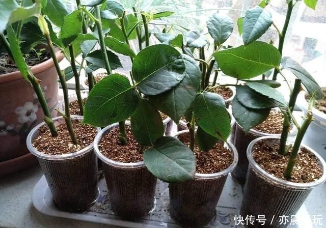 养花|冬天能扦插养花,首选这6个品种,成活率高,很快开出大花朵