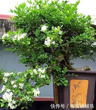 盆栽|媳妇在家养殖盆栽九里香,做好了这几点,枝繁叶茂花开不断香飘满