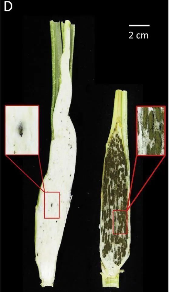 污水沟|污水沟里扒拉出来直接生吃,这是什么奇怪的美食?