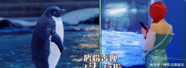 敷衍|玩游戏作弊,喝口水都作假,郑爽上节目太敷衍遭杨迪怒怼认真点!