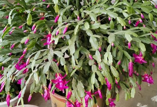 “懒人”养花，没有时间、精力照顾，盆栽花草就选这“4样”