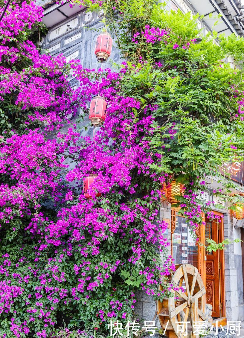 立冬后,养这5种花,最好搬到屋里,不然难越冬