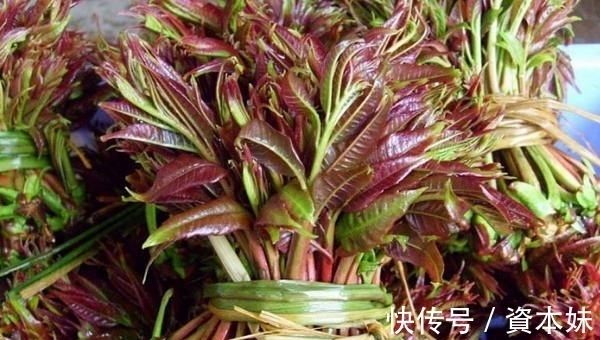 炒鸡蛋|树上一种嫩芽,用来炒鸡蛋是一绝,营养丰富价值高,你可吃过?