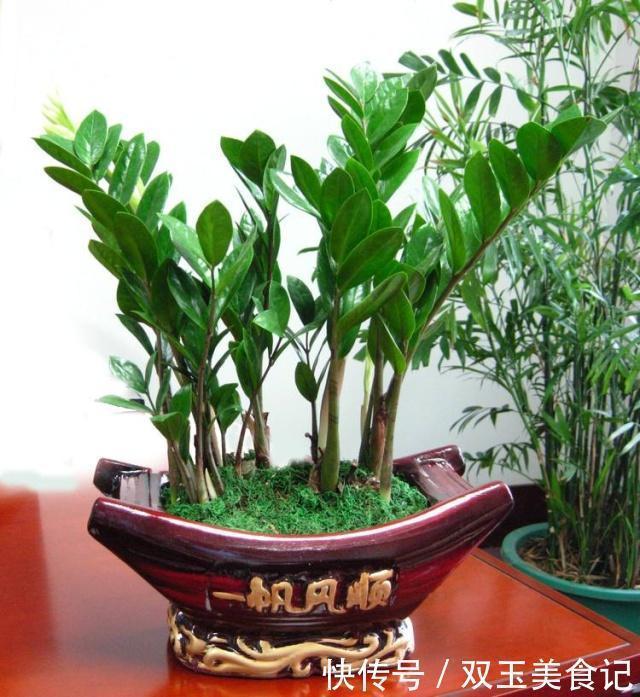 日子|4种“招财花”,家里各养1盆,旺运又招财,日子越过越好