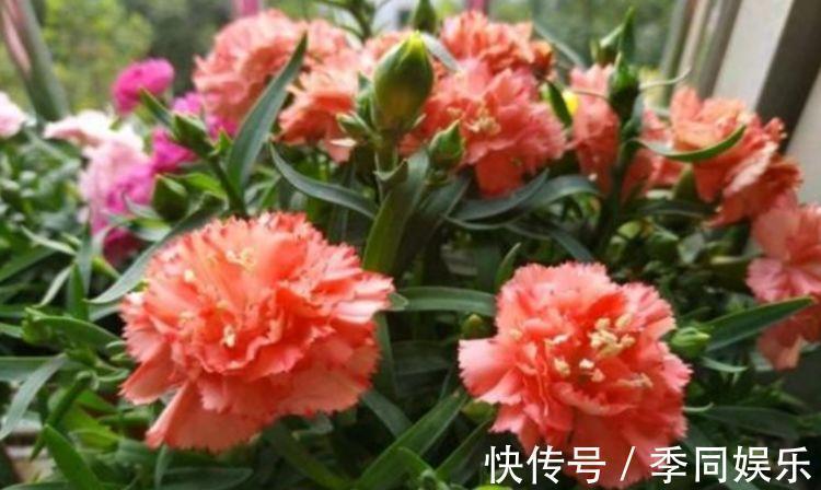 4种花超漂亮的,养家里一年四季开花不断,花色鲜艳美极了