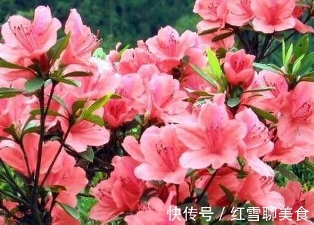 棒棒糖|3种木质花卉，开花漂亮花期超长，越养越漂亮，是盆栽佳品！