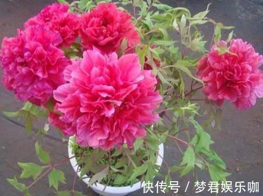想要在家栽种牡丹花，请牢记3点，花期一到阳台、庭院成花海