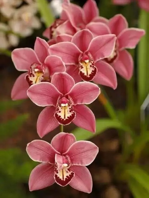 中国十大名花欣赏,美极了!