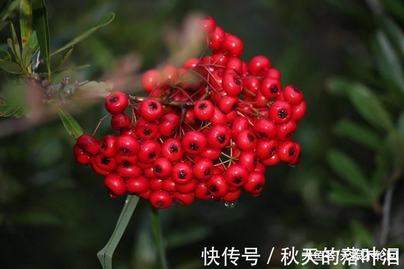 杜牧#问世间情为何物21 杜牧阅尽人间春色, 却是风流才子空遗恨