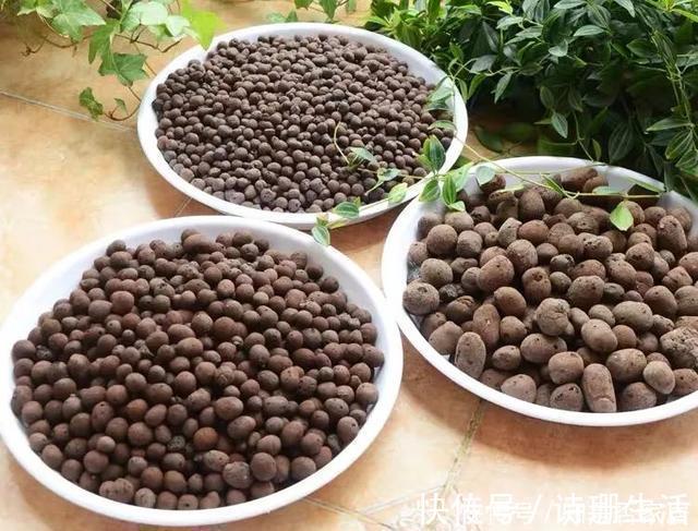 小东西|牛人养花,常用这4种小东西,养花土里掺一点,啥花都能养爆盆