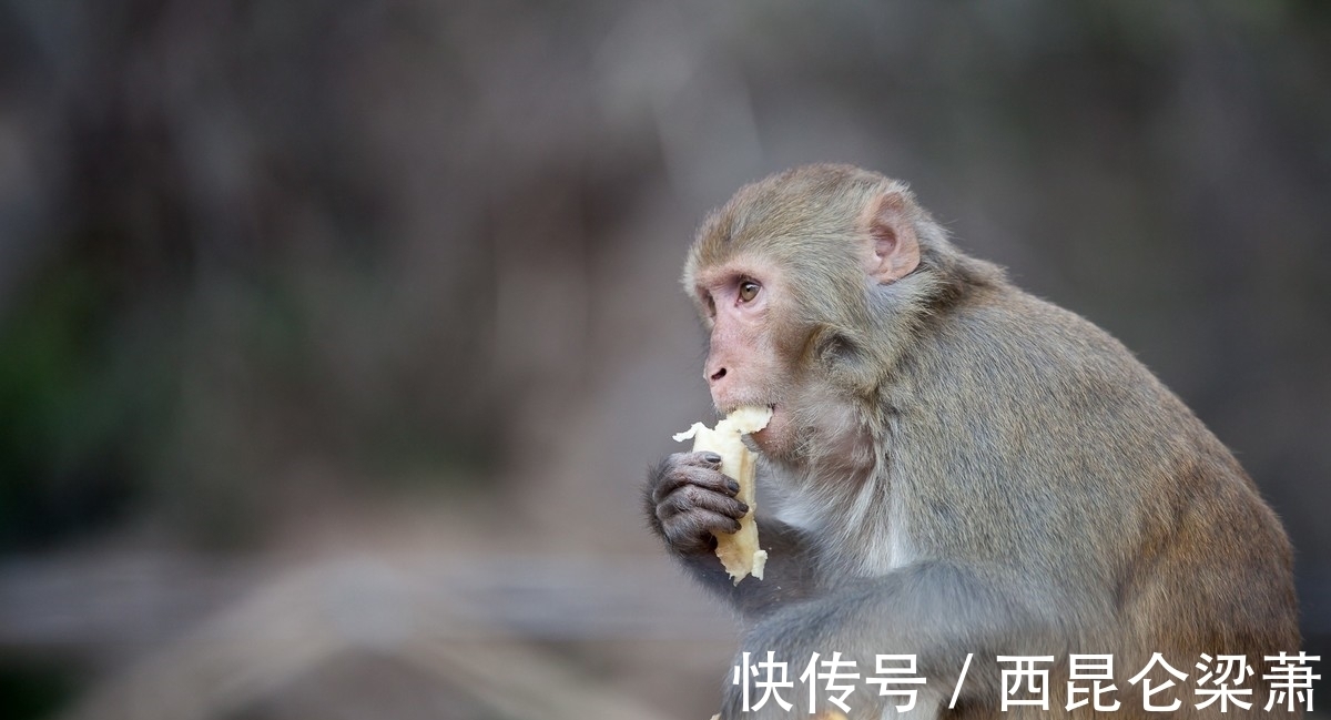 生肖猴|女追男隔层纱，生肖猴面对爱情要把握住机会，直面内心感受