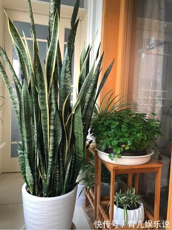 扦插虎皮兰要谨慎，生出一窝“老祖先”，一点也不好看