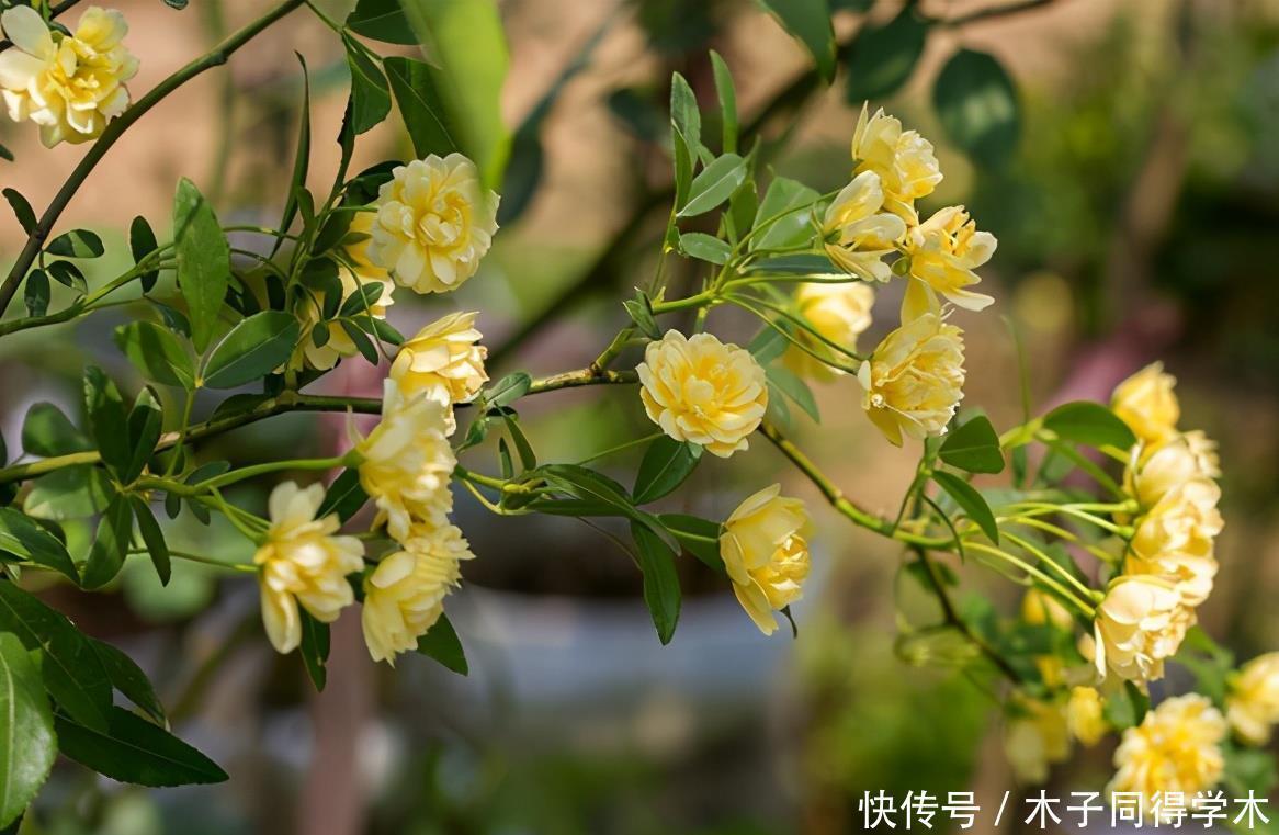 好看又好养的黄木香,花量巨大,养护做好几点,见花不见叶