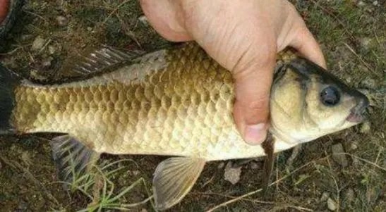 冬天还嫌鱼难钓?传授你3个绝技,上鱼又快又狠,不想爆护都难