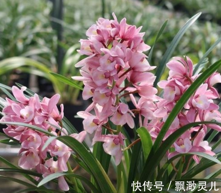 养兰花的“小妙招”,年后做好这“2步”,新芽才能翻倍长!