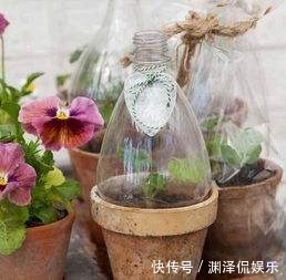 花花|废弃塑料瓶原来还能干这事以前都扔了,悔的直跺脚!