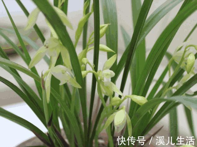 养兰花，盆里加点“它”，兰根不腐，根壮叶绿，兰花开满枝头