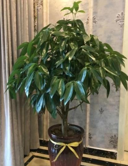 玉树|客厅见树,家业稳固,适合客厅养的8种树,大气美观,增添幸福感